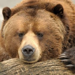 climate change is driving grizzlies to mate with polar bears