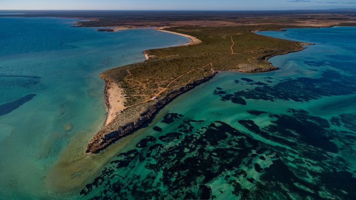 world's largest plant, seagrass in shark bay