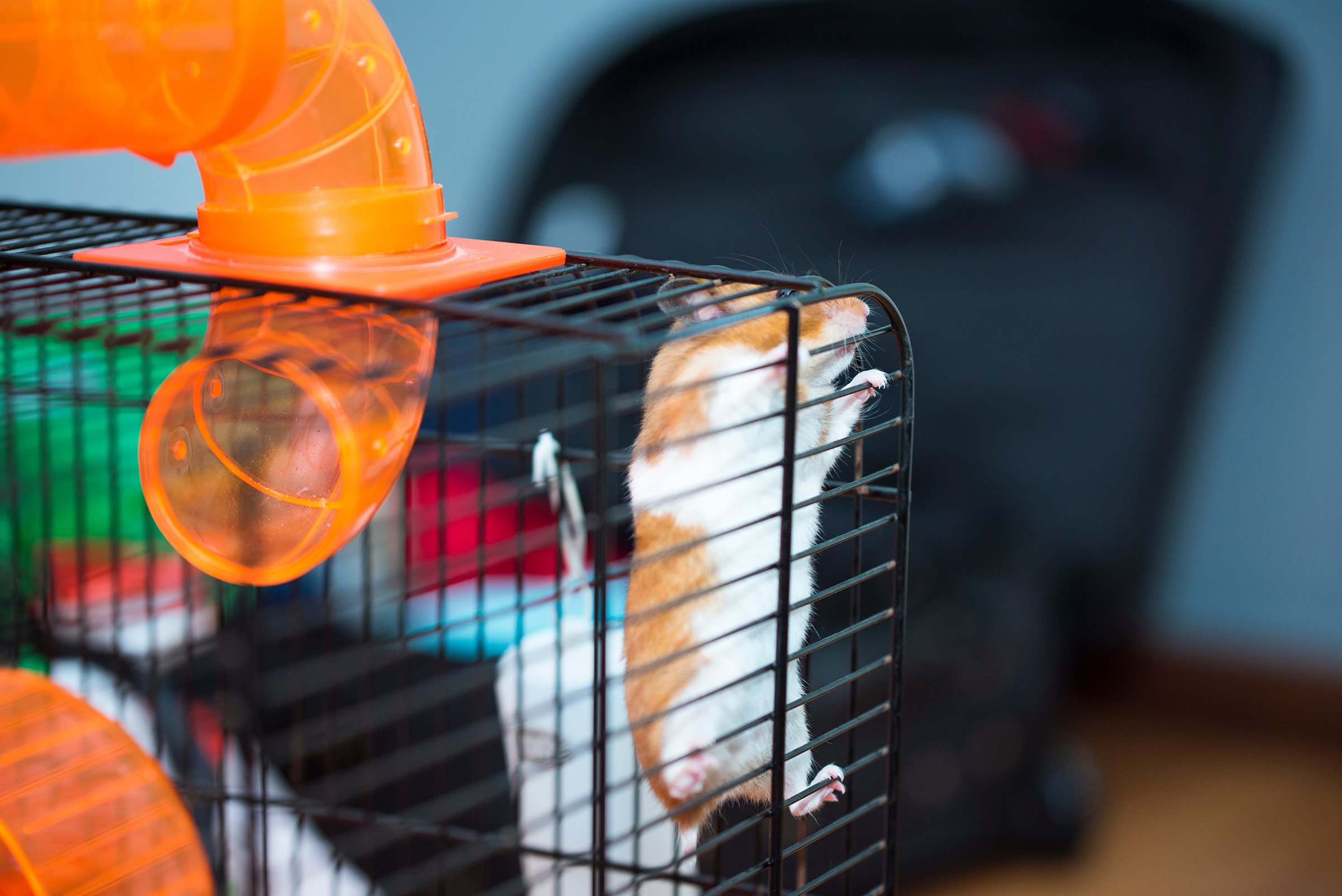 gene-edited hamsters may have tried to escape their cages
