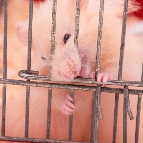 Fierce Syrian hamster gnawing on its cage bars