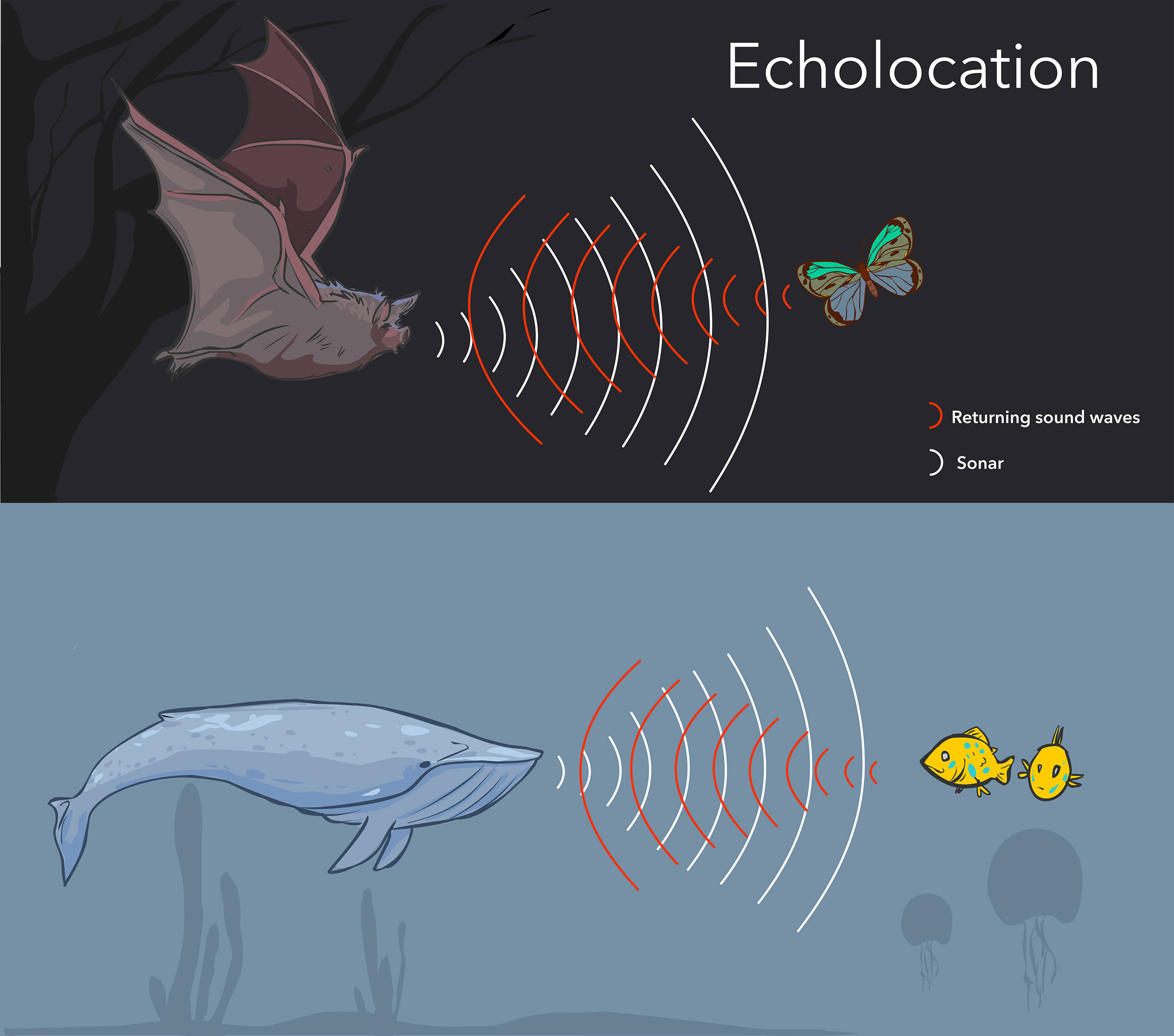 illustration of how echolocation works